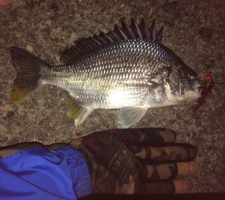 チニングのポイント開拓