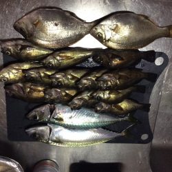 サビキでメバルと鯖の釣果