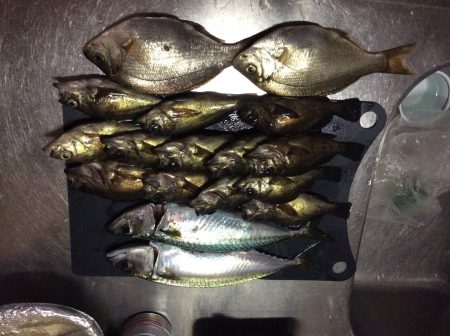 サビキでメバルと鯖の釣果