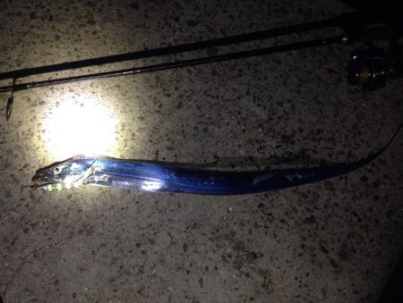 まだまだ太刀魚