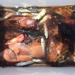 10目達成！大漁御礼