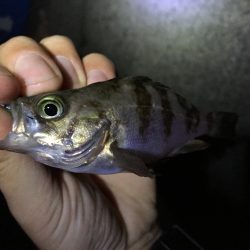 藻場でフロート