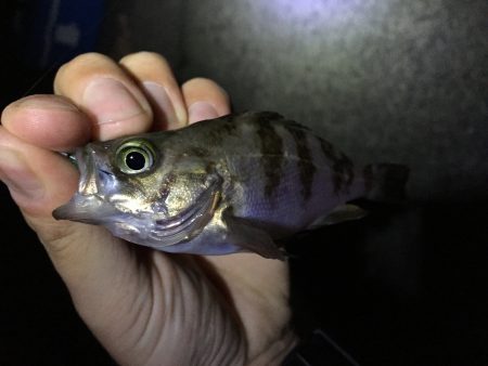 藻場でフロート