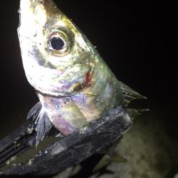 久しぶりなアジング♪