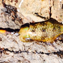 中紀春イカ釣行！