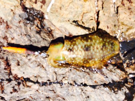 中紀春イカ釣行！