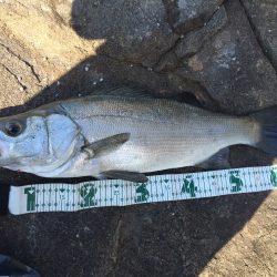 久しぶりのヒラ