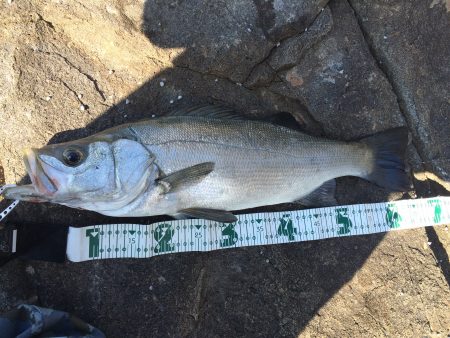 久しぶりのヒラ