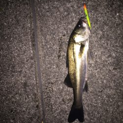 ショートタイムフィッシング！