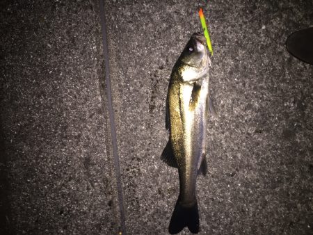 ショートタイムフィッシング！