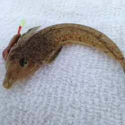 ピリッとしない