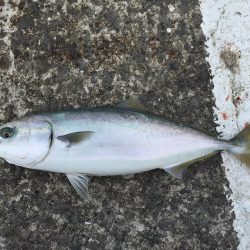 青物狙いの和歌山遠征①