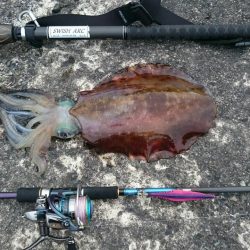 仕事終わりの駆けつけエギング♪