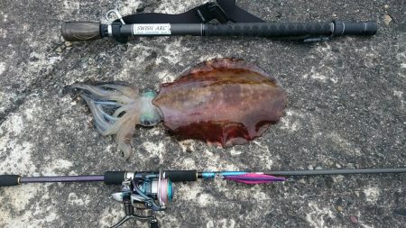 仕事終わりの駆けつけエギング♪