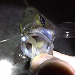 サイズアップならず/ 0￣)~ﾟ