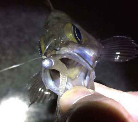 サイズアップならず/ 0￣)~ﾟ