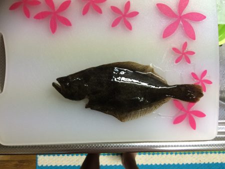 泉南周辺でメバリング