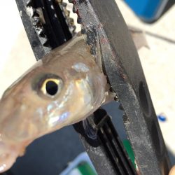 ライトキスゲーム♪