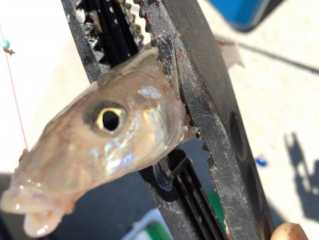 ライトキスゲーム♪