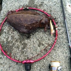 アオリイカ釣り