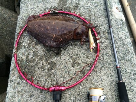 アオリイカ釣り