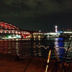 夜釣り釣果