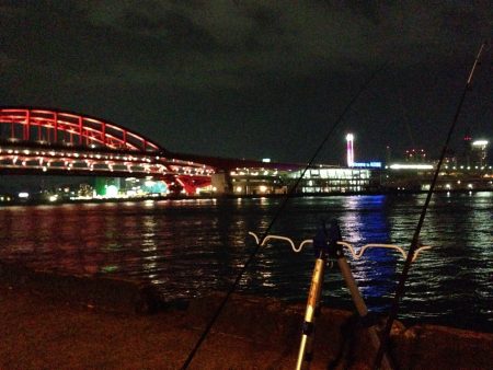 夜釣り釣果