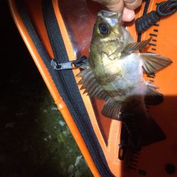 ちょいメバリング