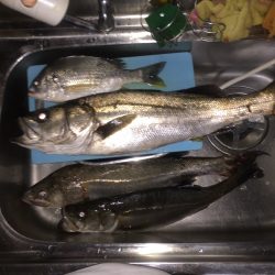 シーバスの季節