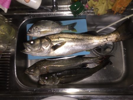 シーバスの季節