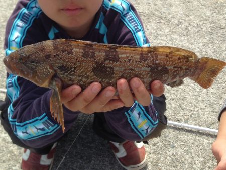 アイナメ ヒット！