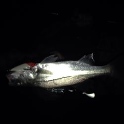 超久しぶりの淀川