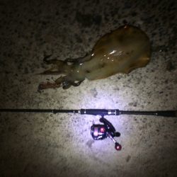 今春３勝１負でいい感じ♪