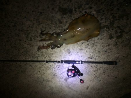 今春３勝１負でいい感じ♪