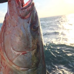 メジロリベンジ！