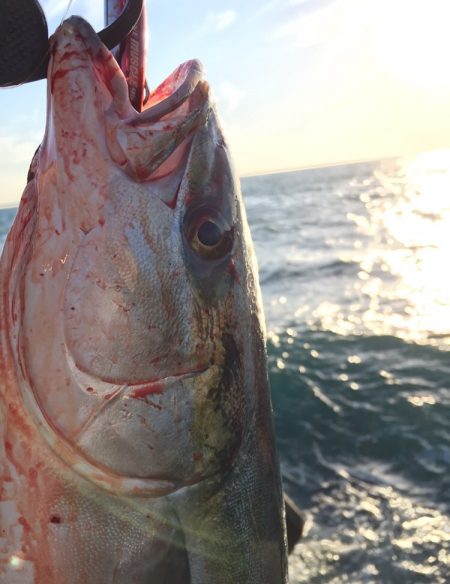 メジロリベンジ！