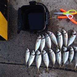 ナイトアジング