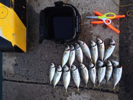 ナイトアジング