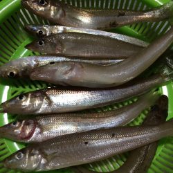 チャリコが多いです