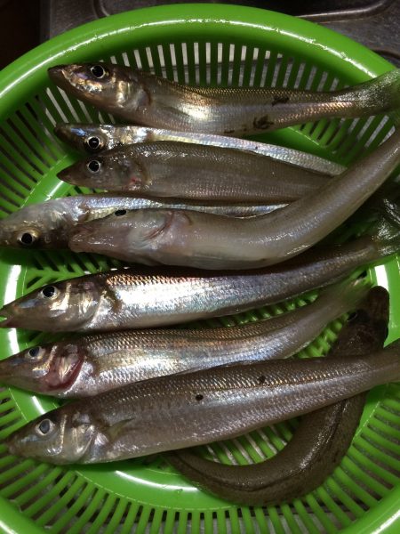 チャリコが多いです