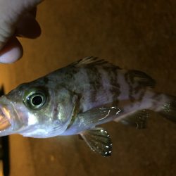 兵凸◯◯調査‼️