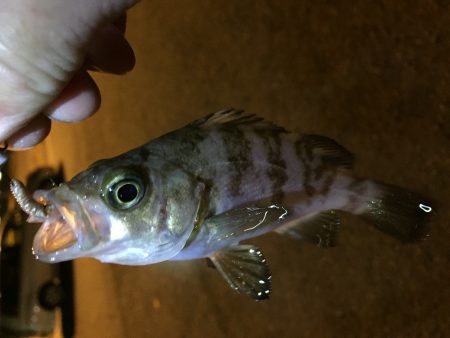 兵凸◯◯調査‼️