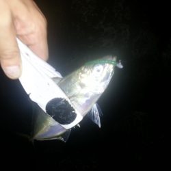 大阪奥湾アジング