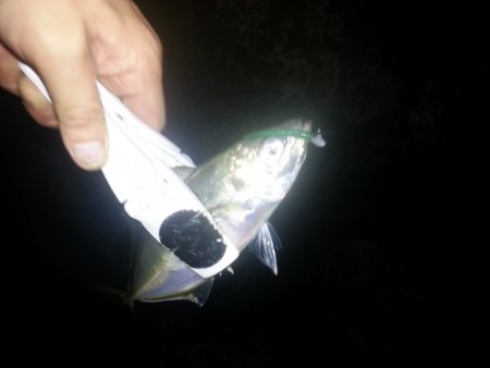 大阪奥湾アジング