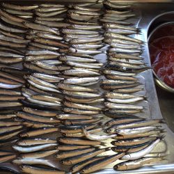 サビキイワシ♪