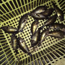 コンビナートで小メバル14匹