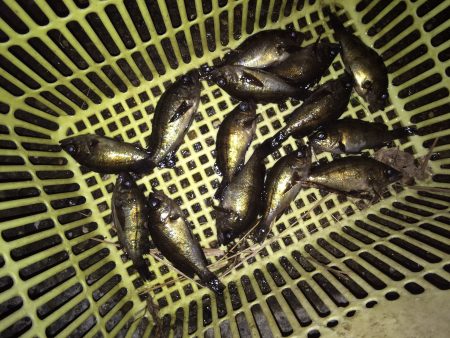 コンビナートで小メバル14匹