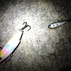 ナイトシーバス♪