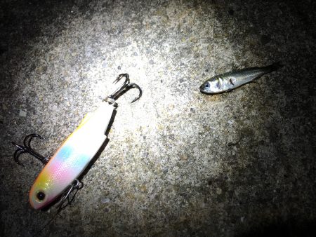 ナイトシーバス♪