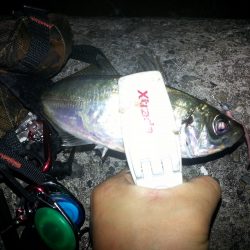 奥湾アジング アジ祭り